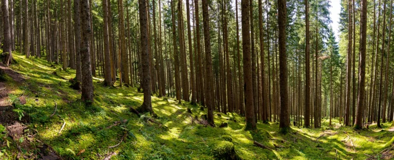 Wald zur CO2 Reduktion